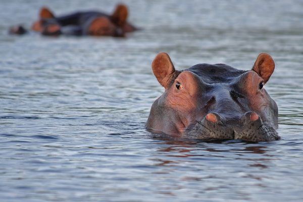 hippo-515027_1280